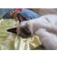 Molly, Siamesen - Katze