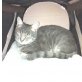 Molly, Tiger - Katze