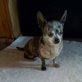 Molly kleine Schmusebacke sucht Körbchen, Chihuahua kurzhaariger Schlag - Hündin