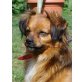 Molly (kris-hu) wurde mit Donci im Asyl abgeg - Hündin