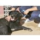 Molly, superliebe Familienhündin - Hündin