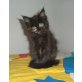 Molly vom Drachensee, Maine Coon - Katze