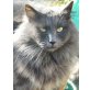 Mollyta, Perser - Katze