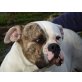 Momo 2, amerikanische Bulldogge - Hündin