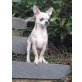 Momo, Chihuahua kurzhaariger Schlag - Rüde