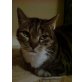Momo, Europäische Kurzhaarkatze - Katze