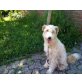 Momo, Fox Terrier - Rüde