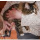 Momo, Katze dreifärbig langhaar - Katze