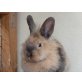 Momo, Löwenkopfwidder - männlich