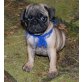 Momo, Mops - Rüde