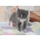 Momo, Perser mit Nase - Kater