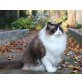 Momo, Ragdoll - Kater