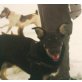Momo, Schäfermixwelpe Momo 7 Mon. sucht neues Heim Welpen - Rüde