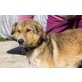 Momo, ihr Tierheim wird geschloßen, Mischling - Hündin