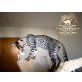 Momoko, Savannah - Katze