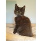 Mon Ami, Maine Coon - Kater