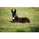 Mon Cherie, Esel - Stute