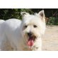 Mon, West Highland White Terrier - Rüde