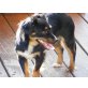 Mona, Chihuahua-Dackel-Mix - Hündin