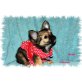 Mona, Chihuahua langhaariger Schlag - Hündin
