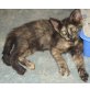 Mona, Europäische Kurzhaarkatze - Katze