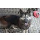 Mona, Husky-Mischling - Hündin