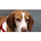 Mona, Jagdhund Mix - Hündin