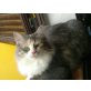 Mona Lisa, EKH Hauskatze - Katze