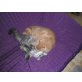 Mona, Perser mit Nase - Katze