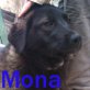 Mona, Sharpei-Labrador Welpen - Hündin