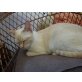 Mona, Siamesen - Katze