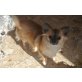 Mona Sierra Madre, Chihuahua langhaariger Schlag Welpen - Hündin