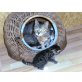 Mona und ihre Kinder, Hauskatzen - Katze