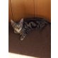 Moni, Europäische Kurzhaarkatze - Katze