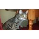 Moni, Moni sucht ein liebevolles Zuhause - Katze