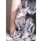 Moni -wunderschöne markarellfärbige Hauskatze, Europäische Kurzhaarkatze - Katze