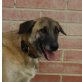 Moniato, Schäferhund Mix - Rüde