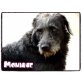 Monique, Schnauzer-Wasserhund Mix - Hündin