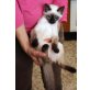 Monito, Siam-Mix - Kater