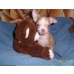 Monkey, Chihuahua kurzhaariger Schlag - Rüde