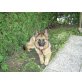 Montana, Deutscher Schäferhund - Hündin
