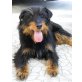 Montana, Terrier-Mischling - Hündin