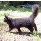 Monte, Ragdoll/Maine Coon - Kater