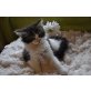 Montgomery, Maine Coon - Kater
