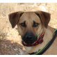 Montse, Schäferhund Mix - Hündin
