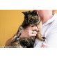 Montse, Wunderschöne Schildpatt Montse, EKH - Katze