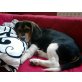 Monty, Beagle Welpen - Rüde