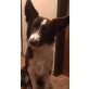 Monty, Border-Collie Welpen - Rüde