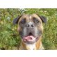 Monty, Boxer-Mischling - Rüde
