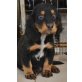 Monty, Mischling Welpen - Rüde